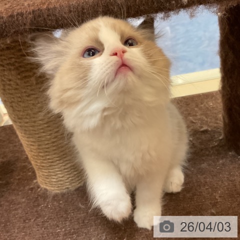 福岡県のラグドール (ペットプラス 福岡伊都店/2026年1月26日生まれ/男の子/シールポイントバイカラー)の子猫の4枚目の画像