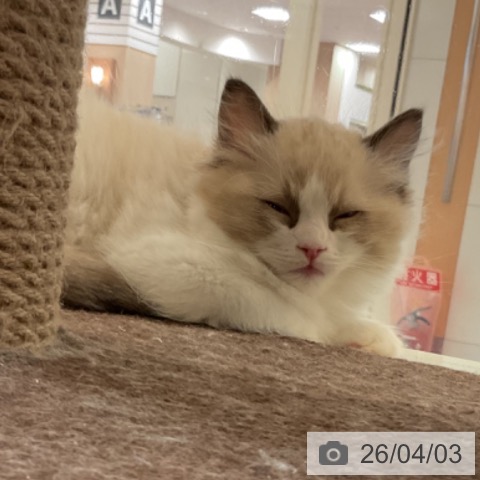 福岡県のラグドール (ペットプラス 福岡伊都店/2026年1月26日生まれ/男の子/シールポイントバイカラー)の子猫の3枚目の画像