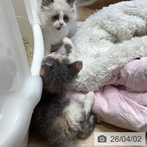 愛知県のセルカークレックス (ペットプラス ナゴヤドーム前店/2026年1月28日生まれ/女の子/ダイリュートキャリコ)の子猫の4枚目の画像