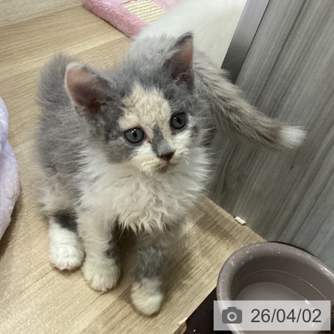 愛知県のセルカークレックス (ペットプラス ナゴヤドーム前店/2026年1月28日生まれ/女の子/ダイリュートキャリコ)の子猫の3枚目の画像
