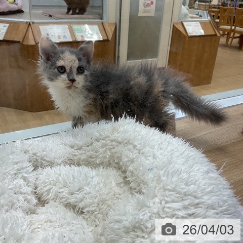 愛知県のセルカークレックス (ペットプラス ナゴヤドーム前店/2026年1月28日生まれ/女の子/ダイリュートキャリコ)の子猫の4枚目の画像