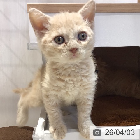 岐阜県のセルカークレックス (ペットプラス 各務原店/2026年1月28日生まれ/女の子/クリームタビー)の子猫の4枚目の画像