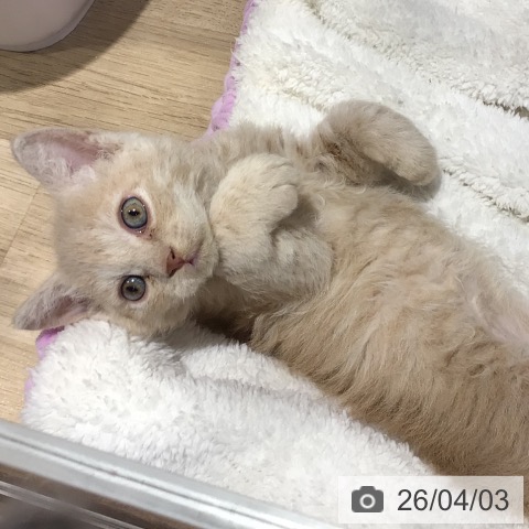 岐阜県のセルカークレックス (ペットプラス 各務原店/2026年1月28日生まれ/女の子/クリームタビー)の子猫の3枚目の画像
