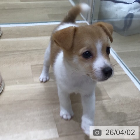 ジャック・ラッセル・テリアの写真