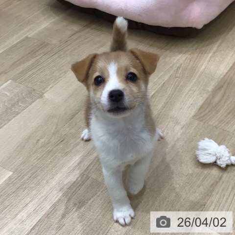 ジャック・ラッセル・テリアの写真