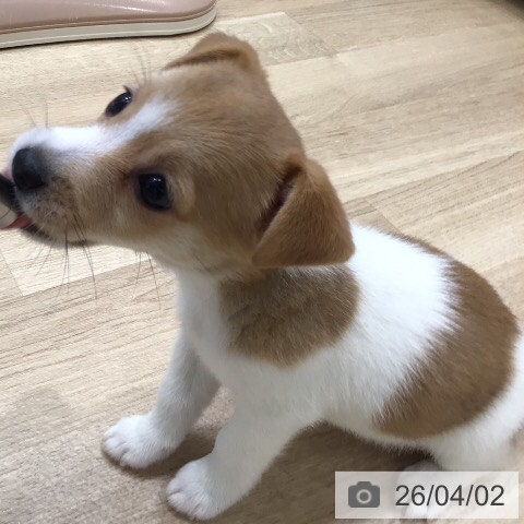 ジャック・ラッセル・テリアの写真