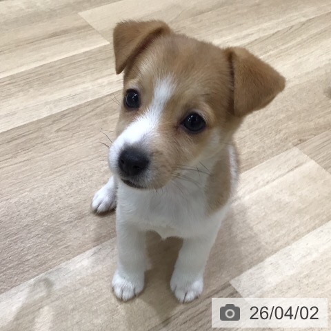 ジャック・ラッセル・テリアの写真