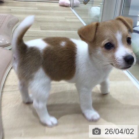 ジャック・ラッセル・テリアの写真