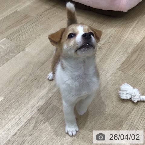 ジャック・ラッセル・テリアの写真