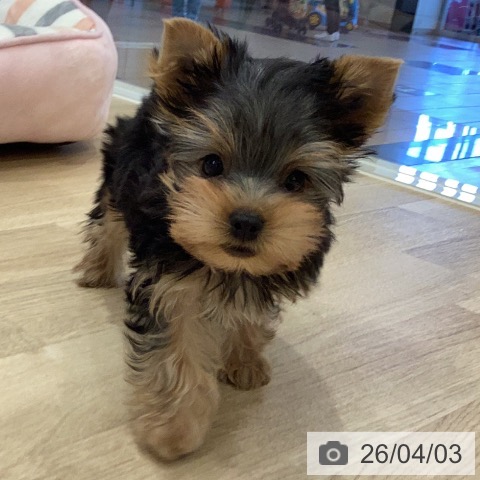 岐阜県のヨークシャーテリア (ペットプラス 各務原店/2026年1月30日生まれ/男の子/スチールブルータン)の子犬の4枚目の画像