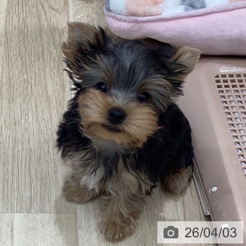 岐阜県のヨークシャーテリア (ペットプラス 各務原店/2026年1月30日生まれ/男の子/スチールブルータン)の子犬の3枚目の画像