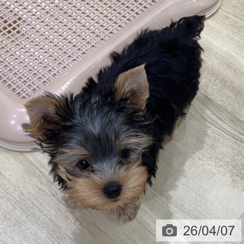 岐阜県のヨークシャーテリア (ペットプラス 各務原店/2026年1月30日生まれ/男の子/スチールブルータン)の子犬の3枚目の画像