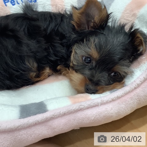 ヨークシャー・テリアの写真