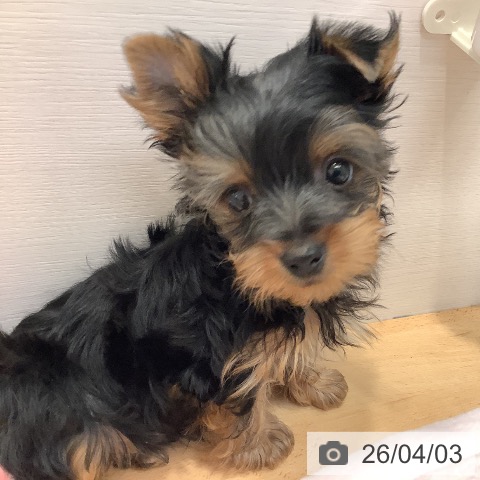 愛知県のヨークシャーテリア (ペットプラス 名古屋茶屋店/2026年1月23日生まれ/男の子/スチールブルータン)の子犬の3枚目の画像