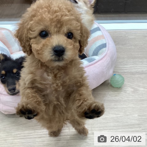 トイ・プードルの写真