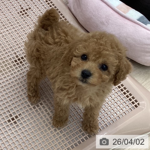 トイ・プードルの写真