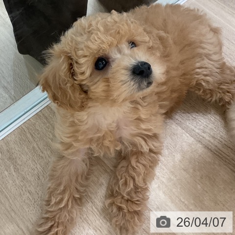 愛知県のトイプードル(トイ) (ペットプラス 熱田店/2026年1月30日生まれ/男の子/アプリコット)の子犬の3枚目の画像