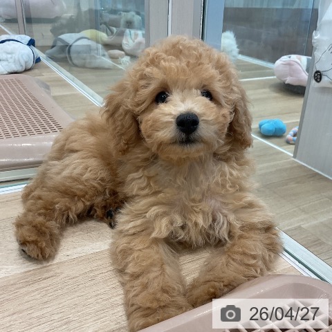 愛知県のトイプードル(トイ) (ペットプラス 熱田店/2026年1月30日生まれ/男の子/アプリコット)の子犬の4枚目の画像