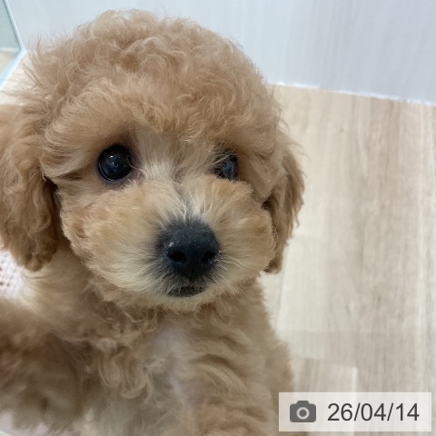 愛知県のトイプードル(トイ) (ペットプラス 熱田店/2026年1月30日生まれ/男の子/アプリコット)の子犬の3枚目の画像