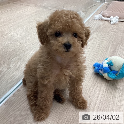 トイ・プードルの写真