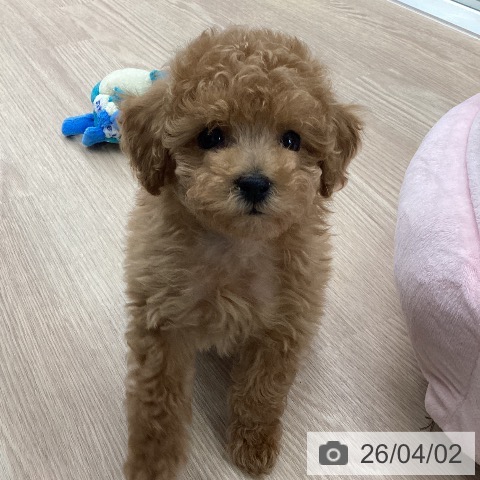 トイ・プードルの写真