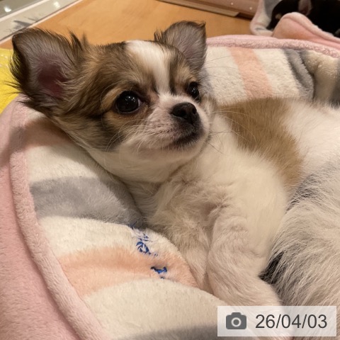 石川県のチワワ(ロング) (ペットプラス 新小松店/2026年1月29日生まれ/男の子/フォーンホワイト)の子犬の4枚目の画像