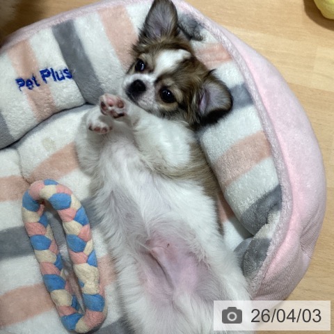 石川県のチワワ(ロング) (ペットプラス 新小松店/2026年1月29日生まれ/男の子/フォーンホワイト)の子犬の3枚目の画像