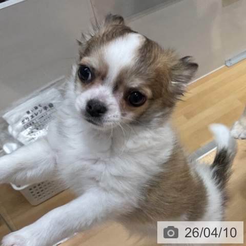 石川県のチワワ(ロング) (ペットプラス 新小松店/2026年1月29日生まれ/男の子/フォーンホワイト)の子犬の3枚目の画像