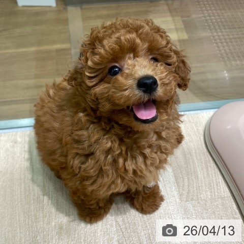 愛知県のトイプードル(トイ) (ペットプラス 則武新町店/2026年1月30日生まれ/男の子/レッド)の子犬の3枚目の画像