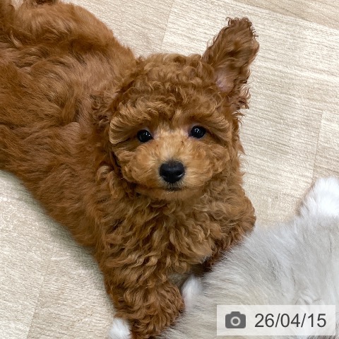 愛知県のトイプードル(トイ) (ペットプラス 則武新町店/2026年1月30日生まれ/男の子/レッド)の子犬の3枚目の画像