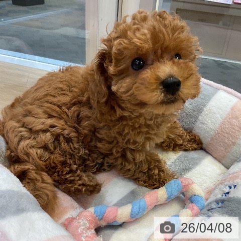 愛知県のトイプードル(トイ) (ペットプラス 岡崎店/2026年1月30日生まれ/女の子/レッド)の子犬の4枚目の画像