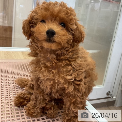 愛知県のトイプードル(トイ) (ペットプラス 岡崎店/2026年1月30日生まれ/女の子/レッド)の子犬の4枚目の画像
