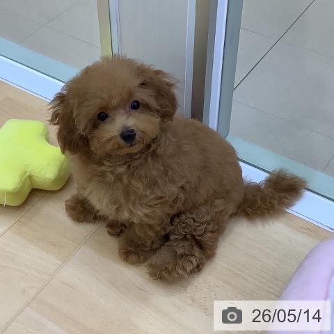 愛知県のトイプードル(トイ) (ペットプラス 三好店/2026年1月30日生まれ/女の子/レッド)の子犬の4枚目の画像