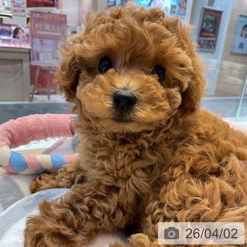 愛知県のトイプードル(トイ) (ペットプラス 岡崎店/2026年1月30日生まれ/女の子/レッド)の子犬の3枚目の画像