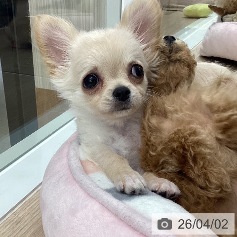 石川県のチワワ(ロング) (ペットプラス 白山店/2026年1月25日生まれ/男の子/クリーム)の子犬の4枚目の画像