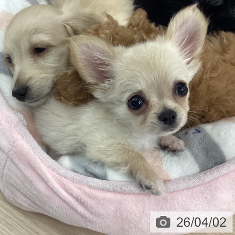 石川県のチワワ(ロング) (ペットプラス 白山店/2026年1月25日生まれ/男の子/クリーム)の子犬の3枚目の画像