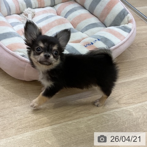 愛知県のチワワ(ロング) (ペットプラス mozoワンダーシティ店/2026年1月30日生まれ/男の子/ブラックタン)の子犬の4枚目の画像