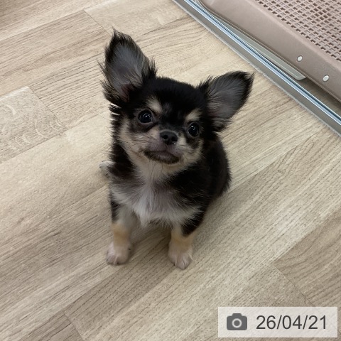 愛知県のチワワ(ロング) (ペットプラス mozoワンダーシティ店/2026年1月30日生まれ/男の子/ブラックタン)の子犬の3枚目の画像