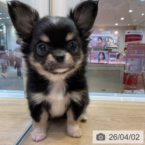 愛知県のチワワ(ロング) (ペットプラス 岡崎店/2026年1月30日生まれ/女の子/ブラックタンホワイト)の子犬の3枚目の画像