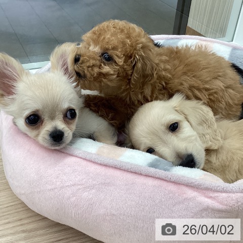 ミニチュア・ダックスフンドの写真