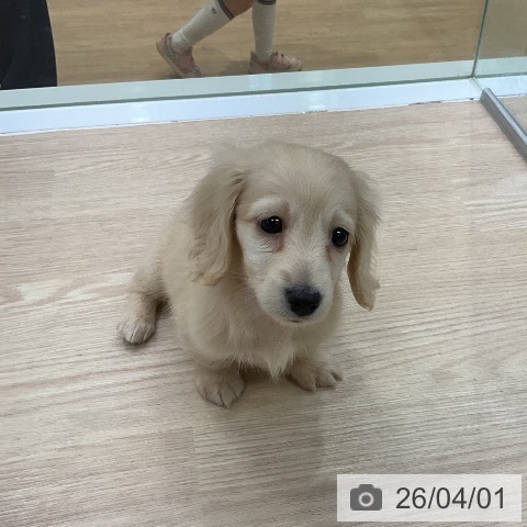 愛知県のミニチュアダックスフンド(ロング) (ペットプラス ナゴヤドーム前店/2026年1月28日生まれ/女の子/イエロー)の子犬の4枚目の画像