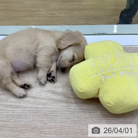 愛知県のミニチュアダックスフンド(ロング) (ペットプラス ナゴヤドーム前店/2026年1月28日生まれ/女の子/イエロー)の子犬の3枚目の画像