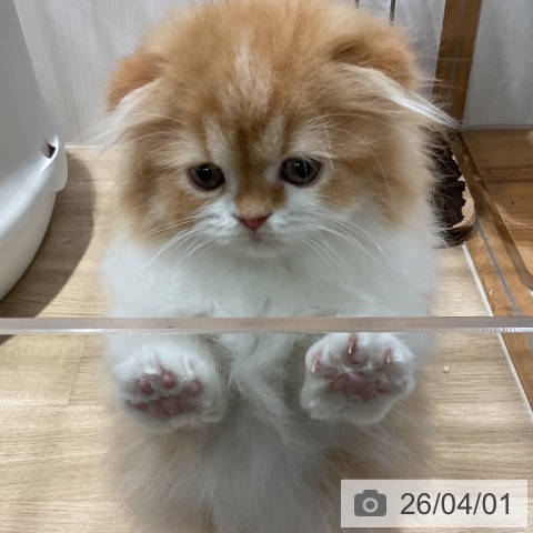 福岡県のスコティッシュフォールド (ペットプラス 八幡東店/2026年1月19日生まれ/女の子/レッドタビーホワイト)の子猫の4枚目の画像