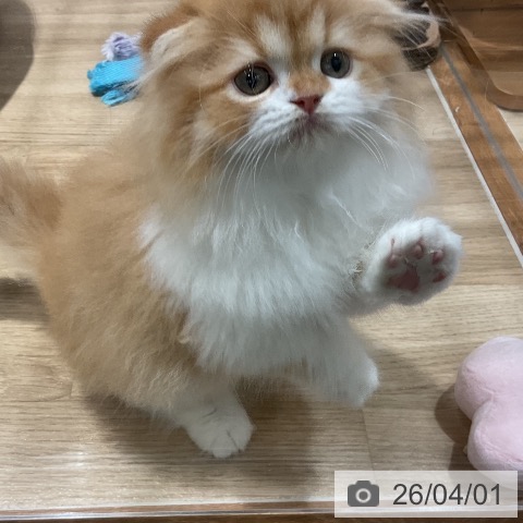 福岡県のスコティッシュフォールド (ペットプラス 八幡東店/2026年1月19日生まれ/女の子/レッドタビーホワイト)の子猫の3枚目の画像