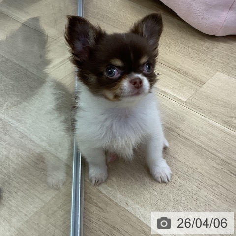 愛知県のチワワ(ロング) (ペットプラス mozoワンダーシティ店/2026年1月30日生まれ/男の子/チョコレートタンホワイト)の子犬の4枚目の画像