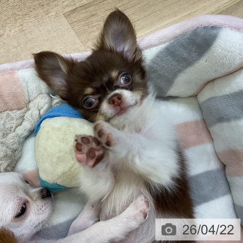 チワワの写真