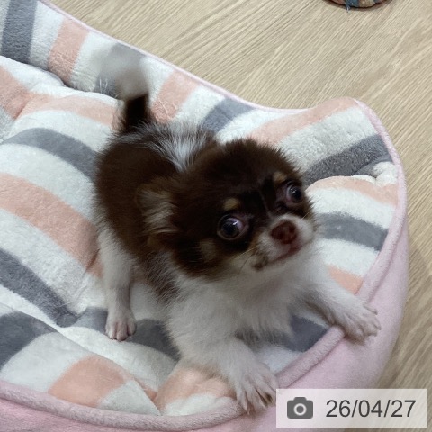 チワワの写真