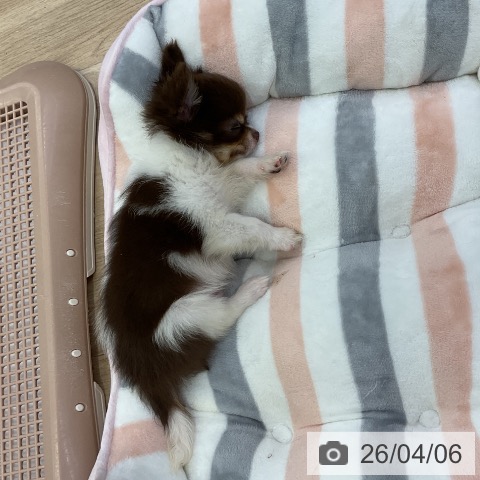 愛知県のチワワ(ロング) (ペットプラス mozoワンダーシティ店/2026年1月30日生まれ/男の子/チョコレートタンホワイト)の子犬の4枚目の画像