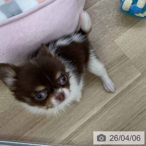 愛知県のチワワ(ロング) (ペットプラス mozoワンダーシティ店/2026年1月30日生まれ/男の子/チョコレートタンホワイト)の子犬の3枚目の画像