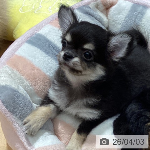 石川県のチワワ(ロング) (ペットプラス 新小松店/2026年1月29日生まれ/男の子/ブラックタン)の子犬の4枚目の画像